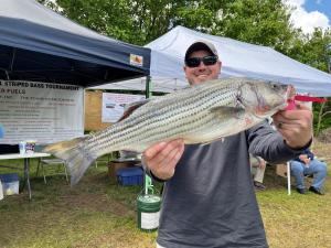 Large striped bass held up by fortunate fisherman at Brookneal Striped Bass Tournament.