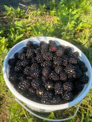 Bowl of ripe blackberries sitting on the grass