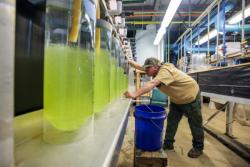 worker observes large containers of brilliant green water in factory-like setting