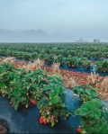 Yoders' Farm Strawberry Fields
