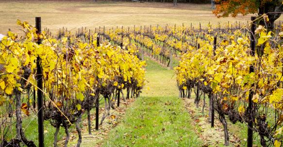 Grapevines at the vineyard in autumn