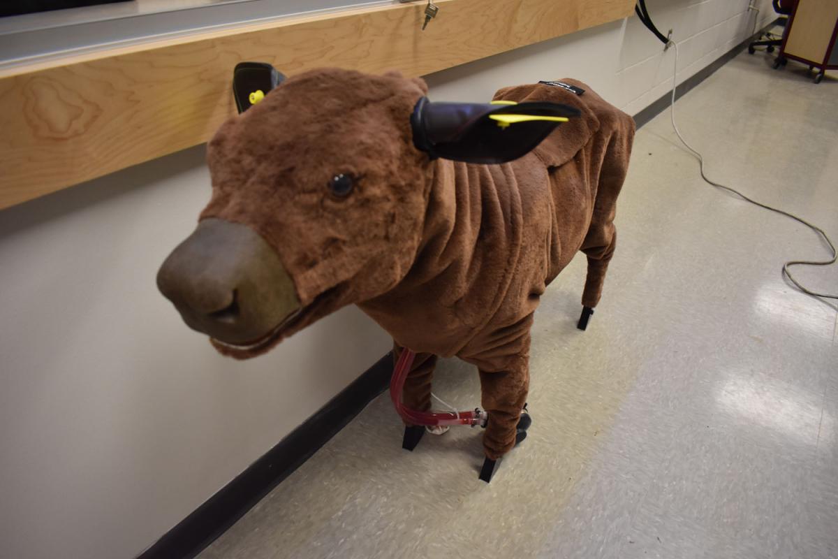 Fake cow standing in classroom