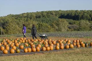 pumpkins at Yoders Farm