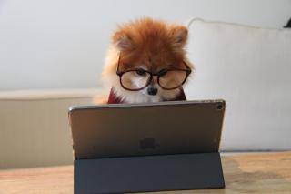 Dog in glasses looking at computer