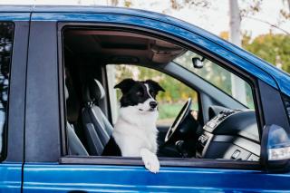 Black and white dog politely offers his paw out the window of a blue minivan