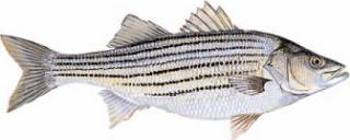 Image of Striped Bass fish from the Department of Wildlife Resources