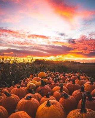 Yoders' Farm scene with pumpkins in a field
